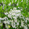 10 YELLOW ASH TREE Kentucky Yellowwood White Flowers Cladrastis Lutea Kentukea Seeds
