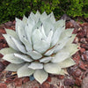 5  ARTICHOKE AGAVE Parry's Huachuca Agave Parryi Huachucensis Century Plant Succulent Cactus Seeds
