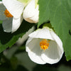 30 Mixed Colors FLOWERING MAPLE (Chinese Bell Flower) Abutilon Hybridum Shrub Bush Small Tree Seeds