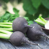 300 BLACK SPANISH ROUND Hot Spicy European Raphanus Sativus Root Vegetable Seeds