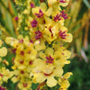 150 YELLOW VERBASCUM Thapsus Common Mullein Flower Herb Seeds