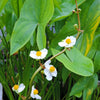 500 White Broadleaf ARROWHEAD Sagittaria Latifolia POND WETLAND Flower Seeds