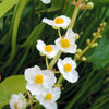 500 White Broadleaf ARROWHEAD Sagittaria Latifolia POND WETLAND Flower Seeds
