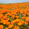 Mixed Colors California Poppy (Ballerina / Mission Bells) Eschscholzia Californica Flower Seeds – photo 19