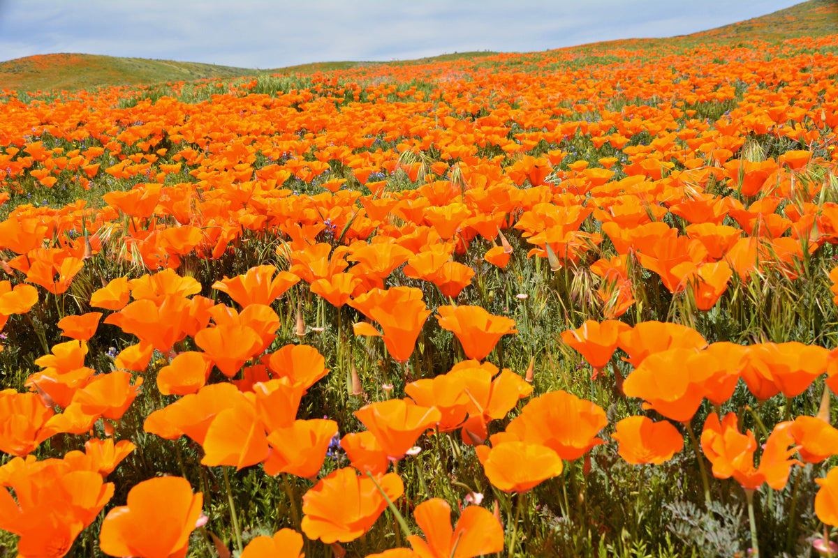 Mixed Colors California Poppy (Ballerina / Mission Bells) Eschscholzia Californica Flower Seeds – photo 19