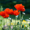 100 BEAUTY Of Livermere ORIENTAL POPPY Papaver Orientale Flower Seeds