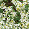 20 SNOW On THE MOUNTAIN Euphorbia Marginata Variegated Groundcover Sun or Shade Flower Seeds