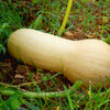 50 WALTHAM BUTTERNUT SQUASH Winter Cucurbita Moschata Vegetable Seeds