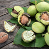5 ENGLISH WALNUT aka Common, Hardy Carpathian, Persian Nut Fruit Tree Juglans Regia Orientis Seeds