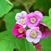 20 PURPLE FLOWERING RASPBERRY Thornless Edible Rubus Odoratus Fruit Berry Seeds