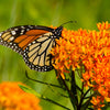 30 ORANGE BUTTERFLY MILKWEED Asclepias Tuberosa Flower Seeds
