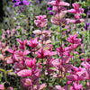 50 'PINK Sundae' Clary SAGE / SALVIA Viridis Horminum Herb Flower Seeds