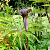 5 HIMALAYAN COBRA LILY Arisaema Consanguineum Asian Jack in the Pulpit Purple Brown White Striped Flower Seeds