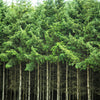 Grow Your Own CHRISTMAS TREE - Douglas Fir ( Pseudotsuga Menziesii ) Gift Packet of Tree Seeds