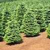 Grow Your Own CHRISTMAS TREE - Douglas Fir ( Pseudotsuga Menziesii ) Gift Packet of Tree Seeds