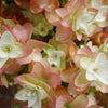 40 White OAK LEAF HYDRANGEA Quercifolia Shrub Flower Seeds