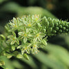 20 Ornithogalum Caudatum Seeds (False Sea Onion Lily)