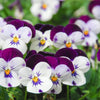 Johnny Jump Up Seeds – Violet Viola Tricolor Flower – photo 3