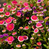 50 HI No MARU ASTER Double Red & White Callistephus Pompon Flower Seeds