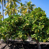 20 NONI Cheese Fruit Great Morinda Citrifolia Indian Beach Mulberry Shrub Tree Seeds