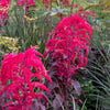 100 Tricolor EARLY SPLENDOR AMARANTHUS Hypochondricus Flower Seeds