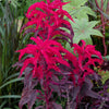 200 AMARANTHUS MOLTEN FIRE Amaranthus Gangeticus Flower Seeds