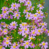 30 Pink AMERICAN DREAM COREOPSIS Rosea Dwarf Tickseed Flower Seeds