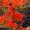 10 GAY BUTTERFLIES MILKWEED Red Yellow Orange Mix Asclepias Tuberosa Butterfly Weed Flower Seeds