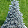 Grow Your Own CHRISTMAS TREE - Colorado Blue Spruce ( Picea Pungens Glauca ) Gift Packet of Tree Seeds