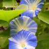 40 CARNEVALE di VENEZIA MORNING GLORY Pink & Purple with White Stripes Ipomoea Purpurea Flower Vine Seeds