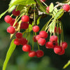 30 Sargent CRAB APPLE Shrub Hummingbird Flower White Red Malus Sargentii Seeds