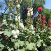 50 SUMMER CARNIVAL HOLLYHOCK Double Mixed Colors Red Pink White Yellow Peach Alcea Rosea Flower Seeds