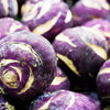 2000 PURPLE VIENNA KOHLRABI Brassica Oleracea Gongylodes Vegetable Seeds