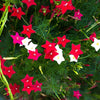 Cypress Vine Mix Seeds – Ipomoea Quamoclit Convolvulus Hummingbird Star Morning Glory Cardinal Creeper Flower