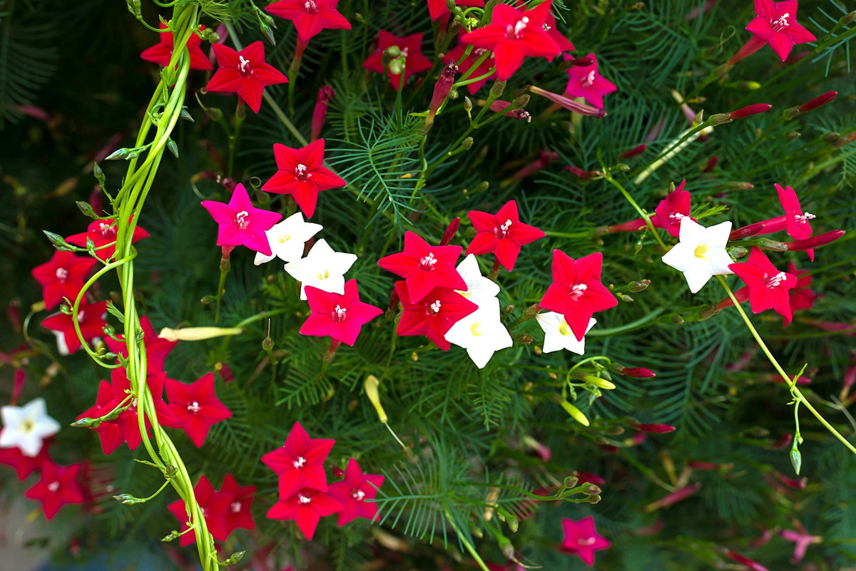 Cypress Vine Mix Seeds – Ipomoea Quamoclit Convolvulus Hummingbird Star Morning Glory Cardinal Creeper Flower