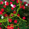 Cypress Vine Mix Seeds – Ipomoea Quamoclit Convolvulus Hummingbird Star Morning Glory Cardinal Creeper Flower – photo 3