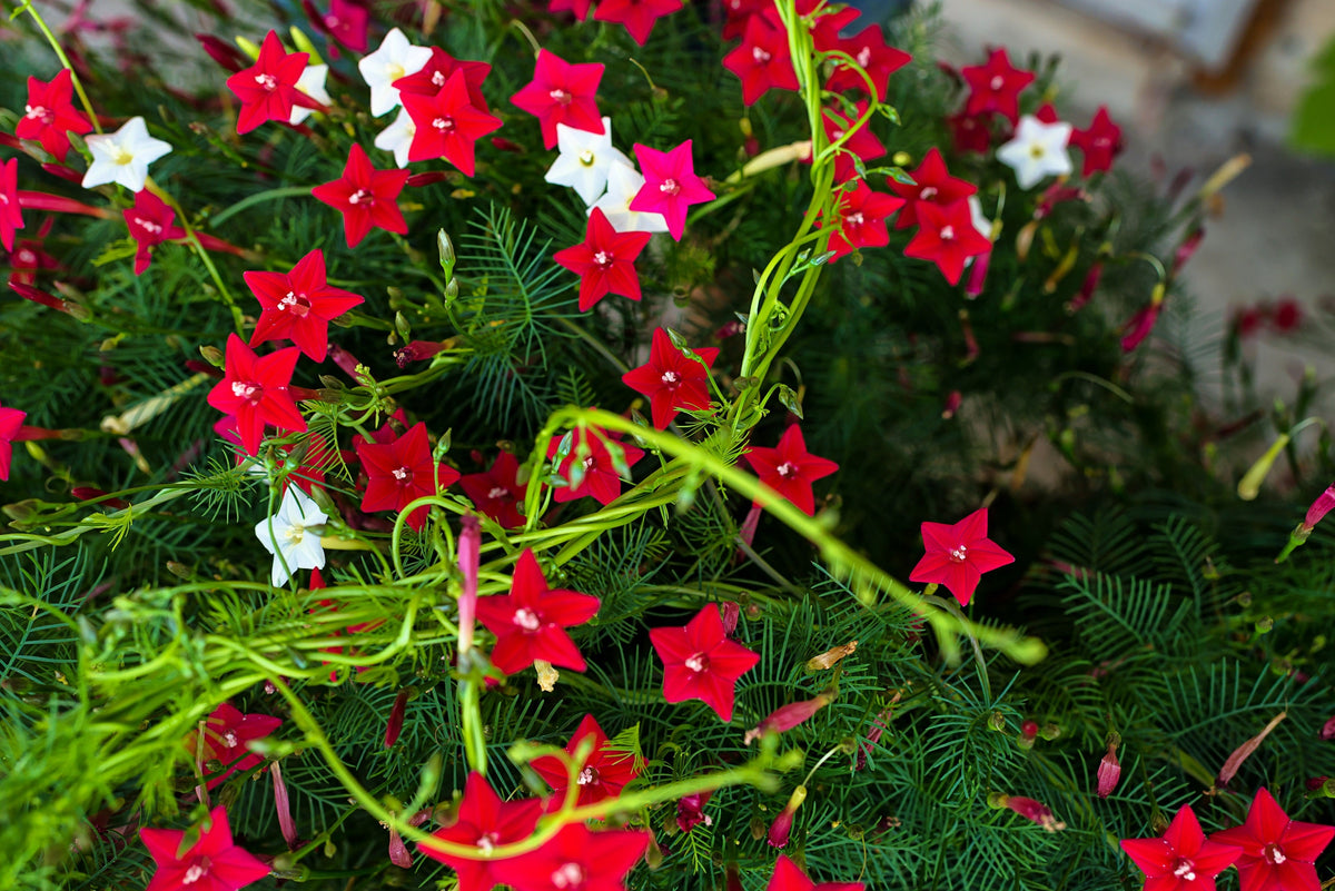 Cypress Vine Mix Seeds – Ipomoea Quamoclit Convolvulus Hummingbird Star Morning Glory Cardinal Creeper Flower – photo 3