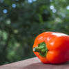 50 ORANGE Sun BELL PEPPER Sweet Capsicum Vegetable Seeds