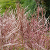 10 RED MAIDEN GRASS Miscanthus Sinensis Plumes Ornamental Flower Seeds