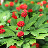 15 Asian KOREAN GINSENG Panax Shade Chinese Herb Seeds