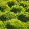 50 IRISH MOSS Groundcover Heath Pearlwort Sagina Subulata White Flower Seeds