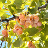 10 GINKGO BILOBA Maidenhair Tree Yellow Fall Orange "Fruit" Herb Seeds