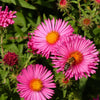 100 Pink NEW ENGLAND ASTER Aster Novae var Angliae Flower Seeds