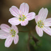 20 VIRGINIA SPRING BEAUTY Claytonia Virginica Eastern Fairy Pink Striped Native Grass Shade Flower Herb Seeds