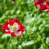 500 DANISH FLAG POPPY Red & White Queens Poppy Papaver Somniferum Danebrog Flower Seeds