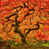 Red Japanese Maple Seeds – Tree Bloodgood Ornamental Acer Palmatum – photo 9