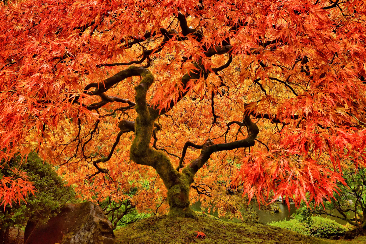 Red Japanese Maple Seeds – Tree Bloodgood Ornamental Acer Palmatum – photo 9