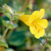 250 YELLOW MONKEY FLOWER Mimulus Grandiflorus Perennial Flower Seeds