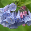 25 VIRGINIA BLUEBELLS True Blue & Pink Mertensia Virginica Flower Seeds