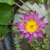 5 BOWL LOTUS Mixed Colors Dwarf Nelumbo Nucifera Aquatic Flower Seeds